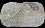Hylodecrinus Crinoid Fossil - Warsaw Formation, Illinois #43526-1